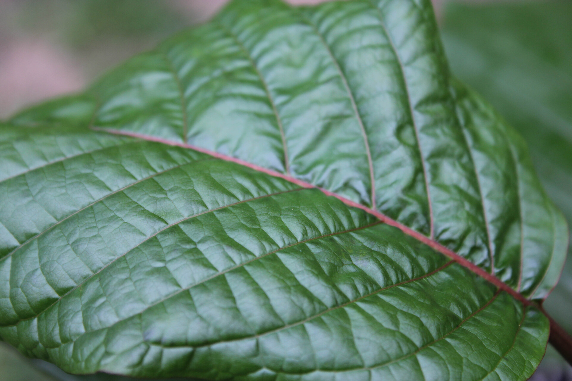 Why Fresh Kratom Leaf Tea Thailand Is a Must-Try